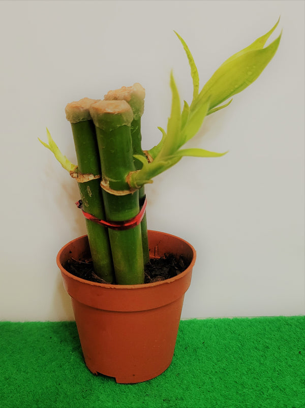 DESKTOP LUCKY BAMBOO A (3 STALKS POTTED)