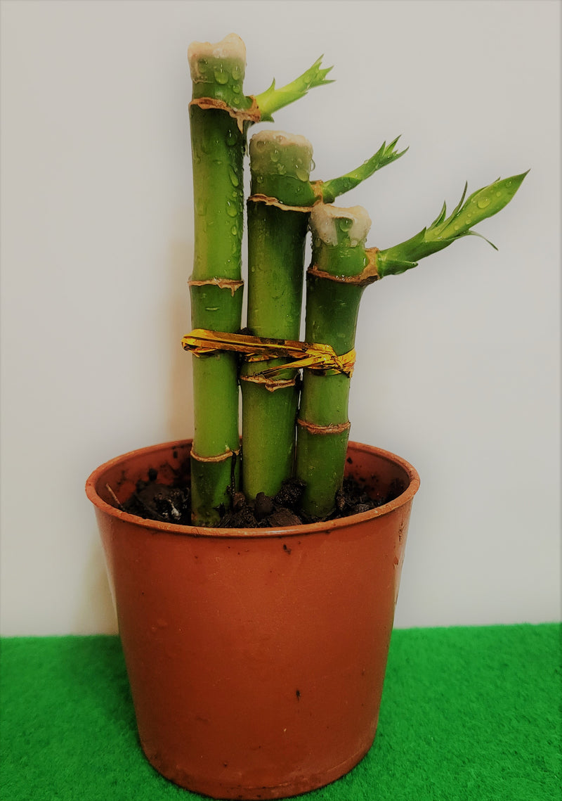 DESKTOP LUCKY BAMBOO B TRI (3 STALKS POTTED)