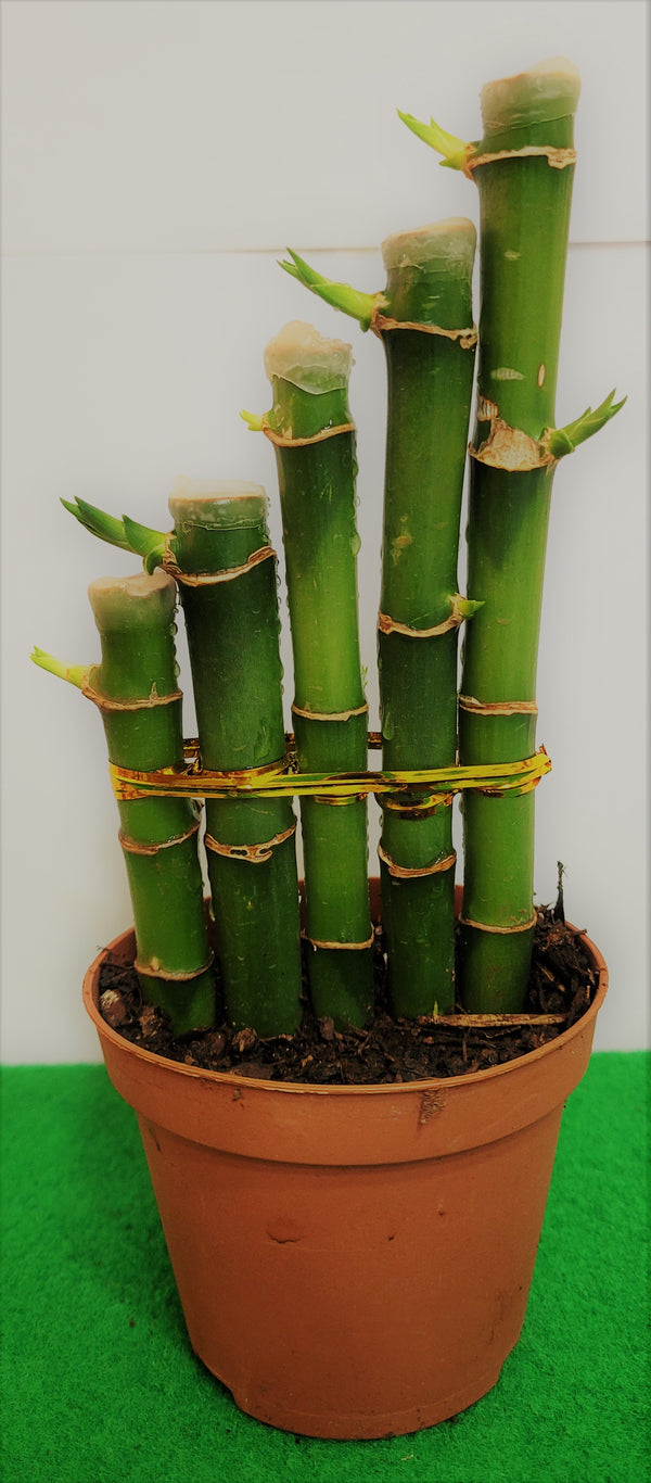 DESKTOP LUCKY BAMBOO C 5 TRI (5 STALKS POTTED)