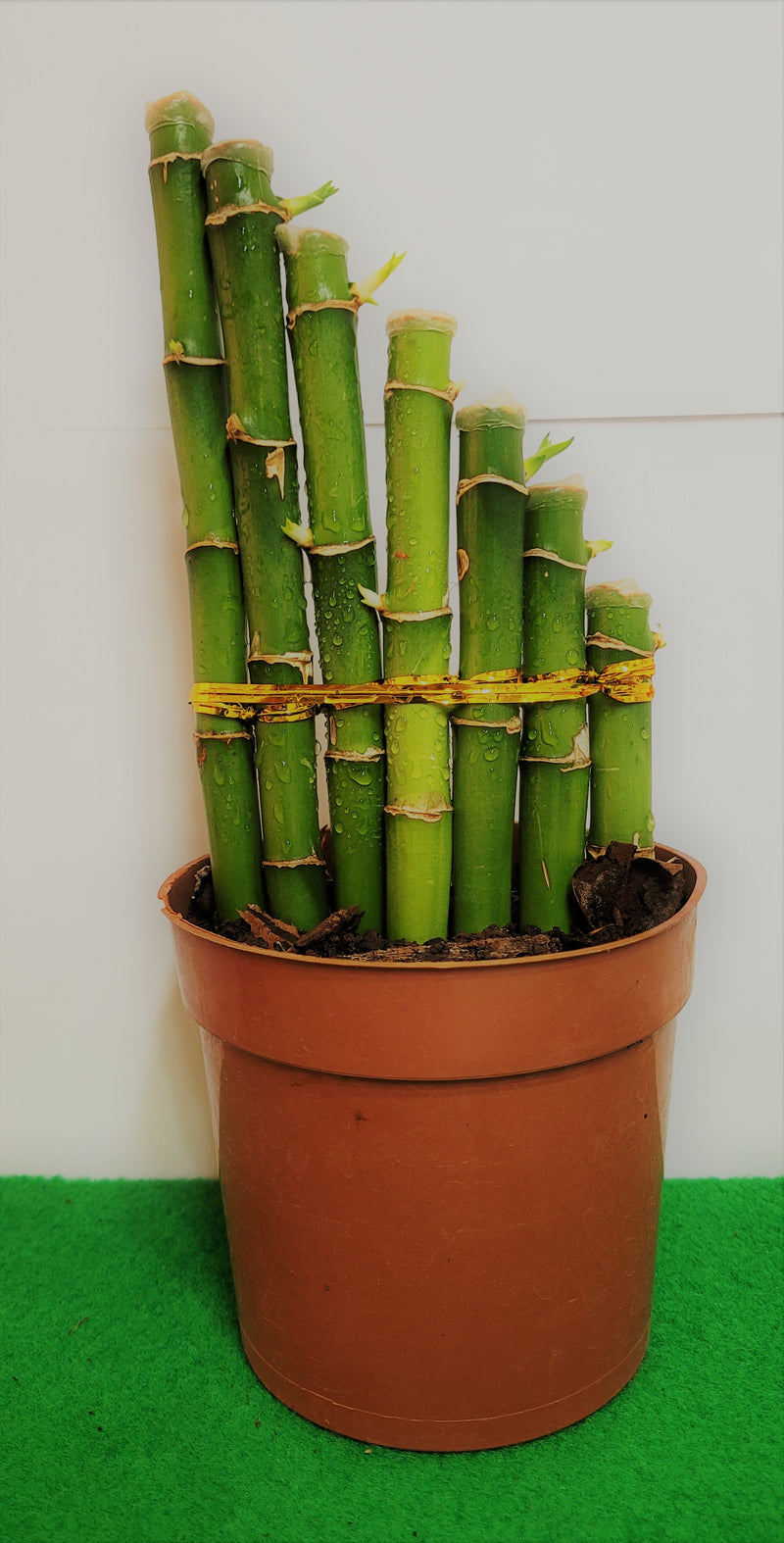DESKTOP LUCKY BAMBOO G 7 TRI (7 STALKS POTTED)
