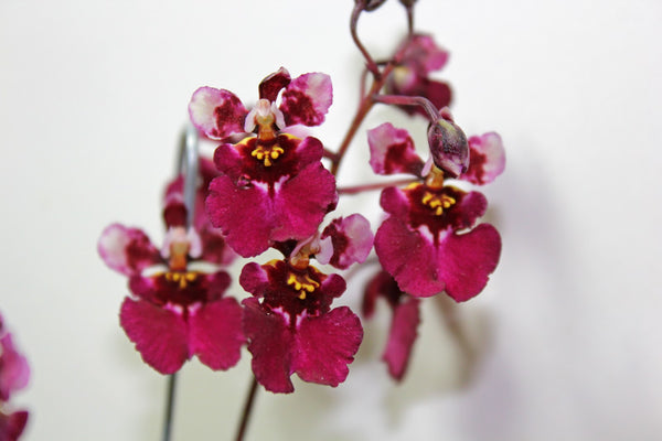 TOLUMNIA "RED BARRY" ORCHID